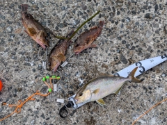 カンパチの釣果