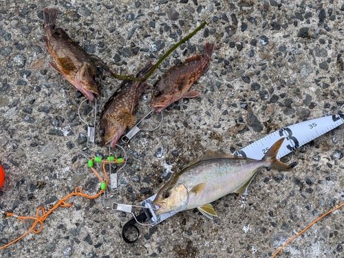 カンパチの釣果