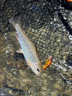 ニジマスの釣果
