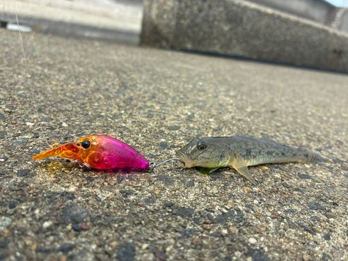 ハゼの釣果