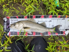 スズキの釣果