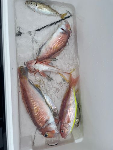 アマダイの釣果