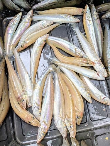 シロギスの釣果