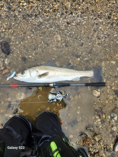 スズキの釣果