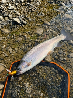 ニジマスの釣果