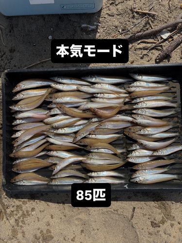 シロギスの釣果