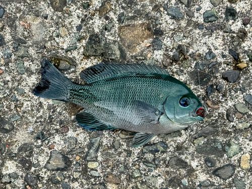 メジナの釣果