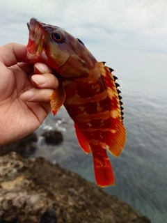 アカハタの釣果