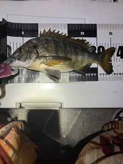 チヌの釣果