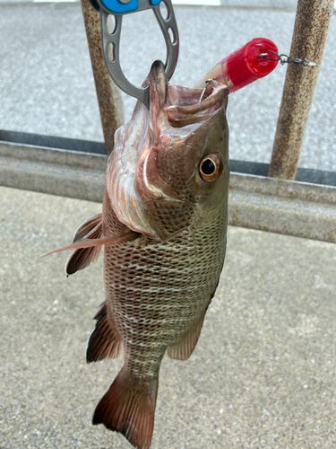 マングローブジャックの釣果