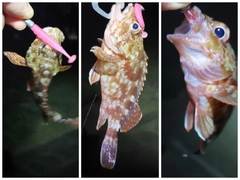 ガシラの釣果