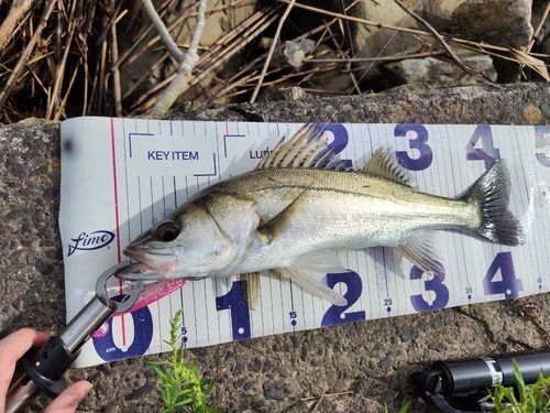 ヒラスズキの釣果