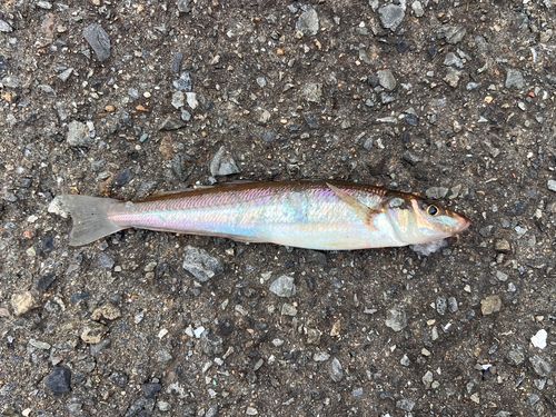 キスの釣果