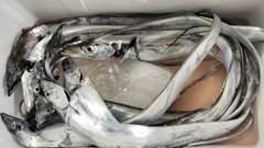 タチウオの釣果