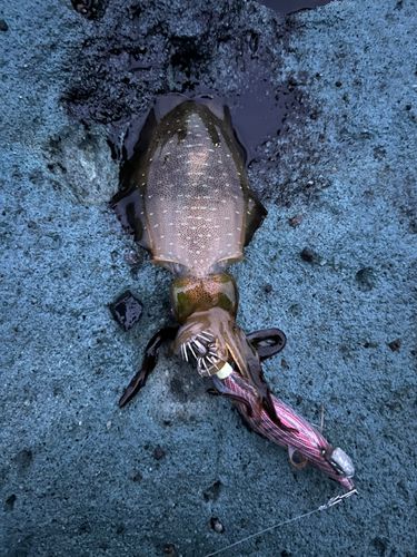 ヤリイカの釣果