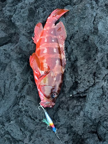 アカハタの釣果