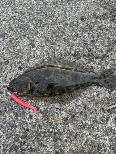 ヒラメの釣果