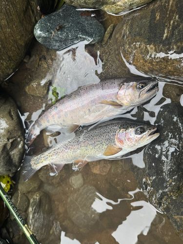 ヤマメの釣果