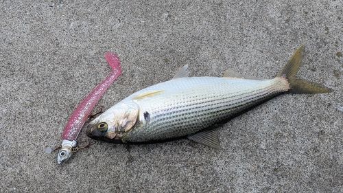 コノシロの釣果
