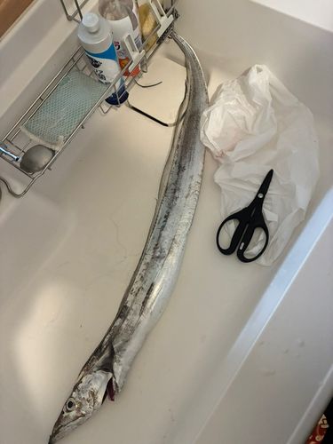 タチウオの釣果