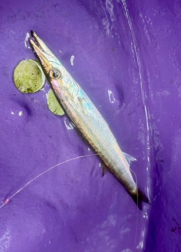 カマスの釣果