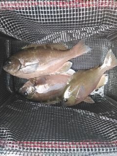 メジナの釣果