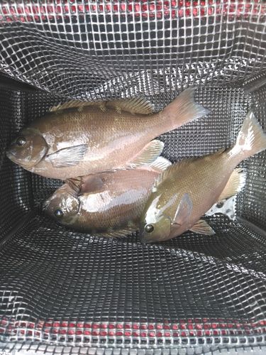 メジナの釣果