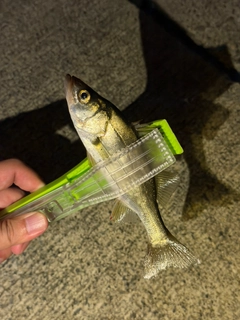 セイゴ（マルスズキ）の釣果