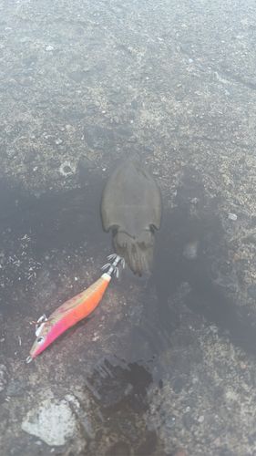 コウイカの釣果