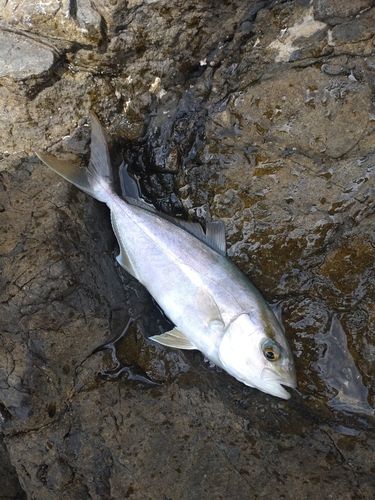 ネイリの釣果