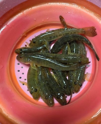 ハゼの釣果