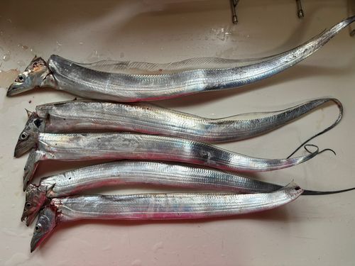 タチウオの釣果