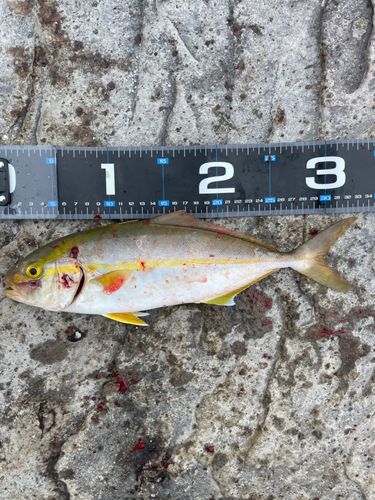 ショゴの釣果