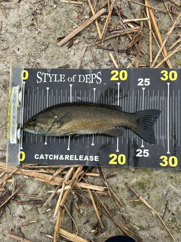 スモールマウスバスの釣果