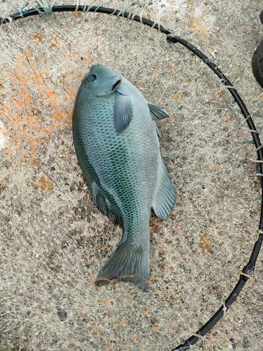 グレの釣果