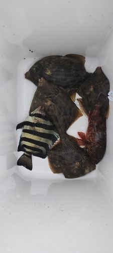 カワハギの釣果
