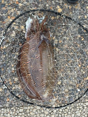モンゴウイカの釣果