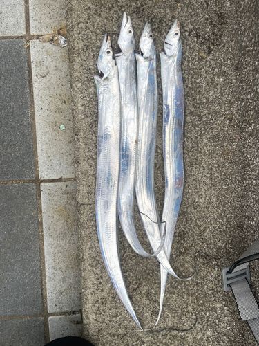 タチウオの釣果