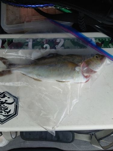 ショゴの釣果