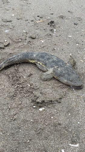 マゴチの釣果