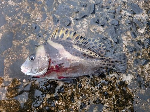 コショウダイの釣果
