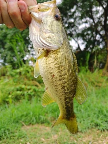 ラージマウスバスの釣果