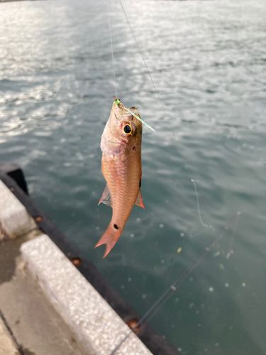 ネンブツダイの釣果