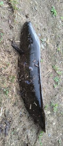 ライギョの釣果