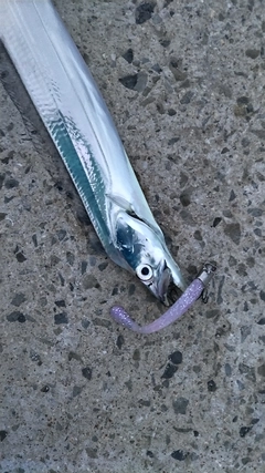 タチウオの釣果