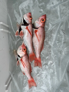 アカムツの釣果