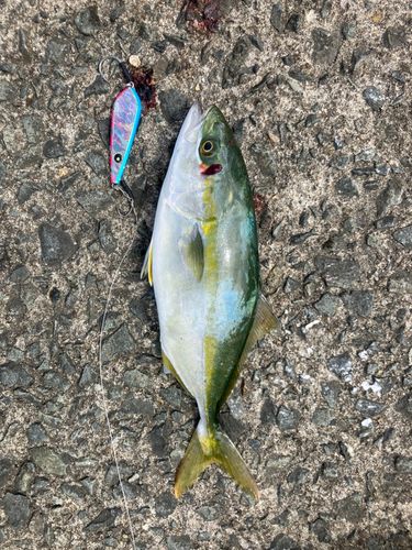 フクラギの釣果