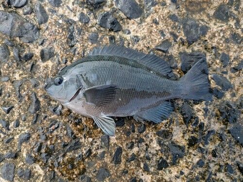 グレの釣果