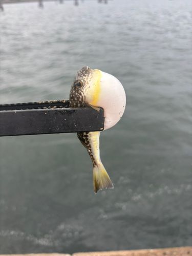クサフグの釣果