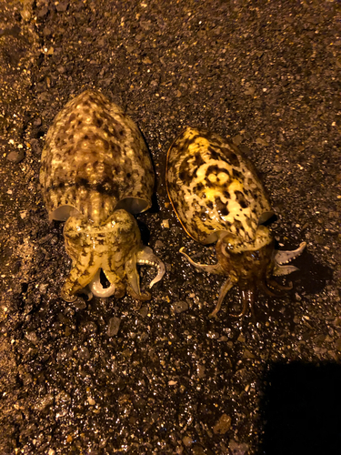 コウイカの釣果